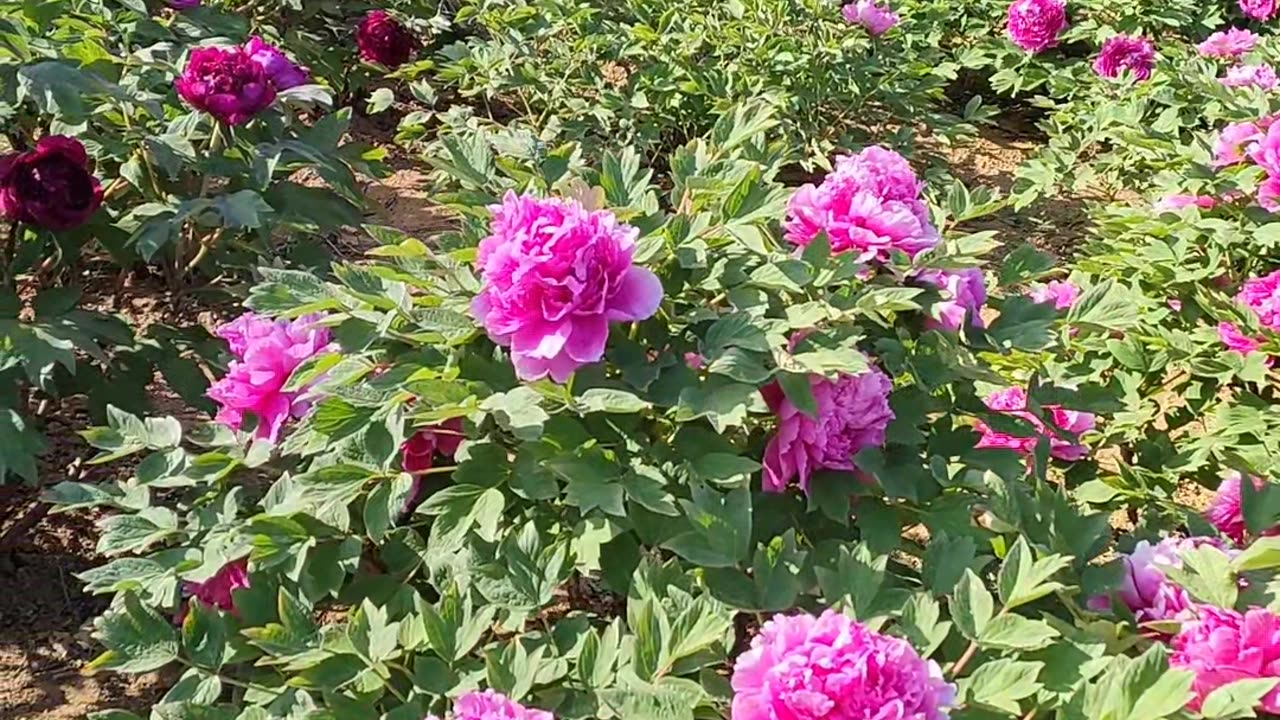 生命禅院