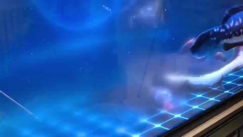 Unique world of fish 🐠🐟