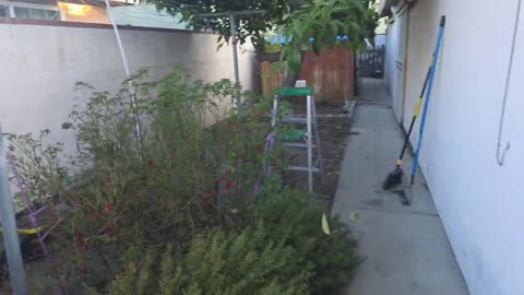 First Tomatoe (July 17, 2025)