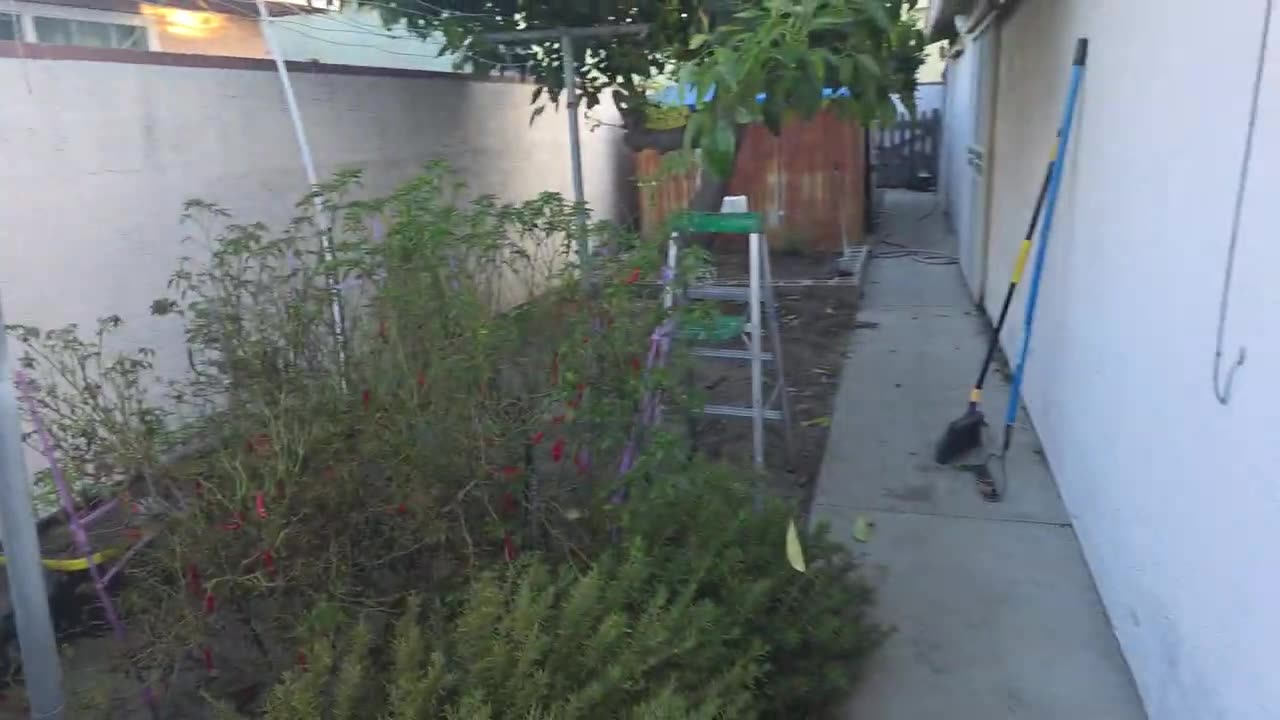 First Tomatoe (July 17, 2025)