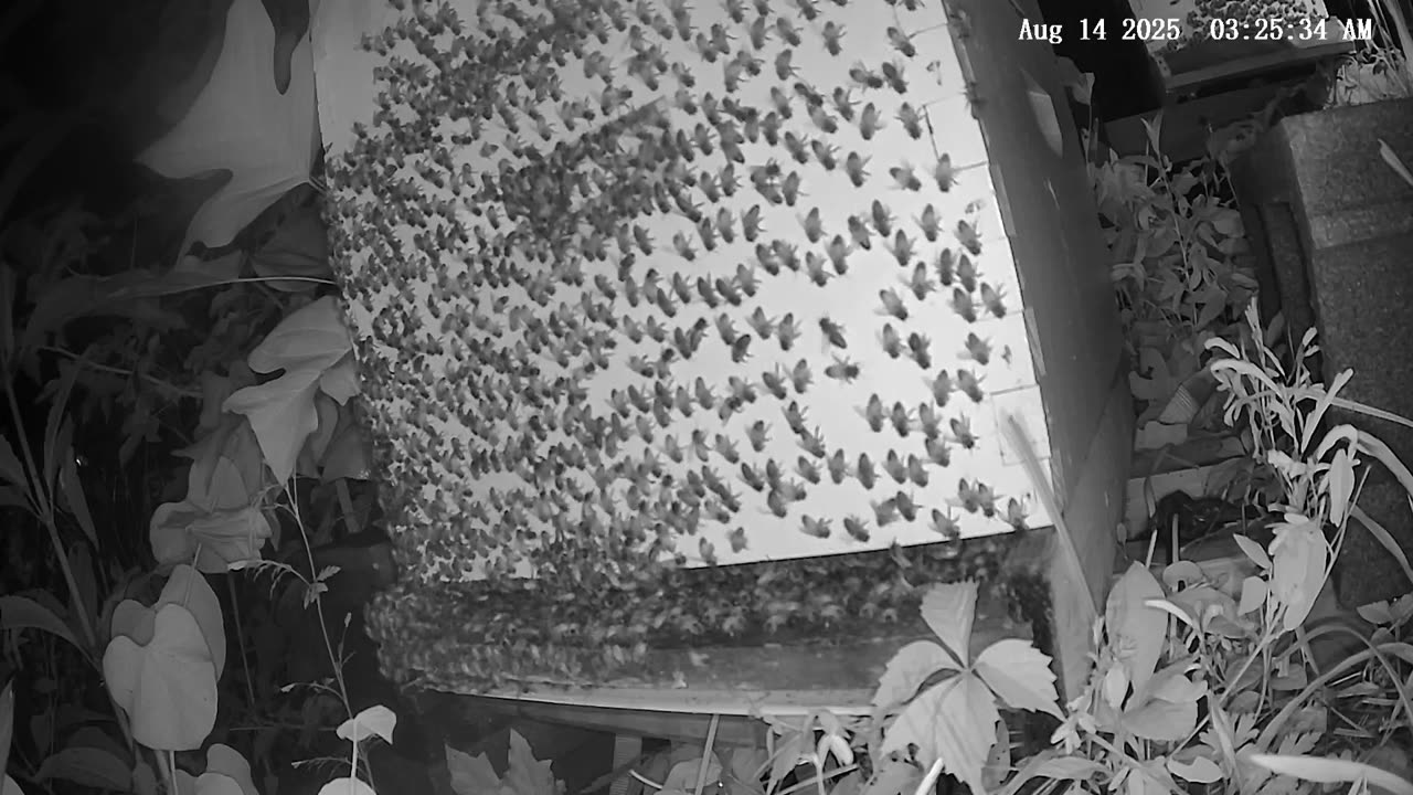 Thursday Morning Peek at a Beehive