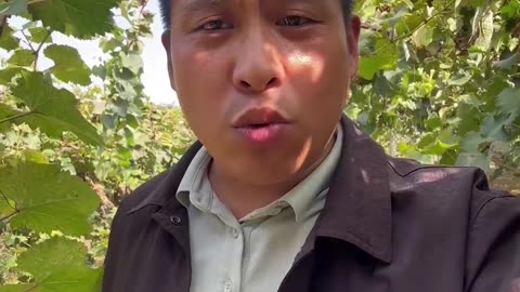 九月不修剪 十月不打药#果树种植 #果树管理 #花芽分化 #果园管理数据化 #果树施肥