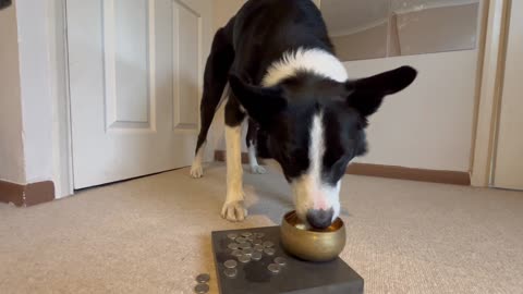 Border Collie Places Coins In Pot Of Gold