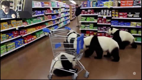 Over 5 Panda Bears Roam Around A Walmart Supercenter Fake Funny Parody Video With Live Commentary