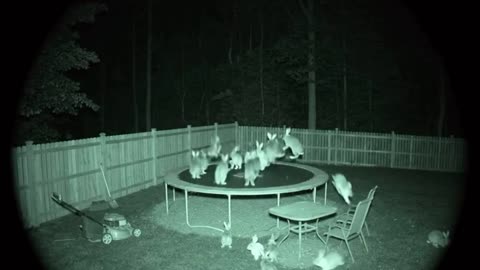 Bunnies will be Bunnies...