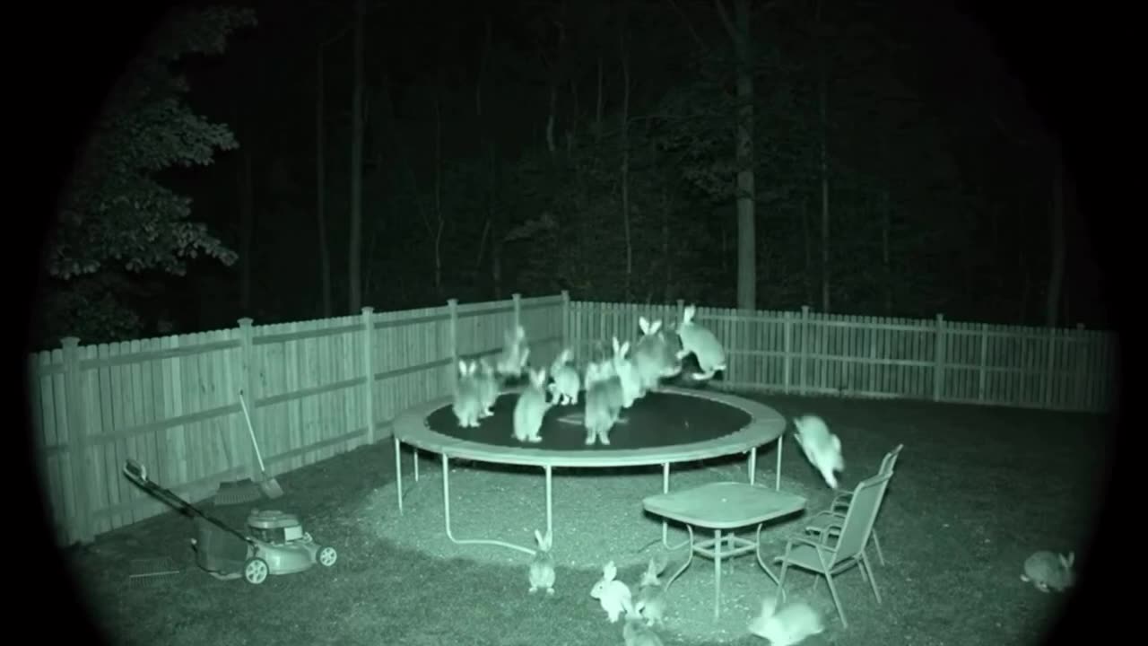 Bunnies will be Bunnies...