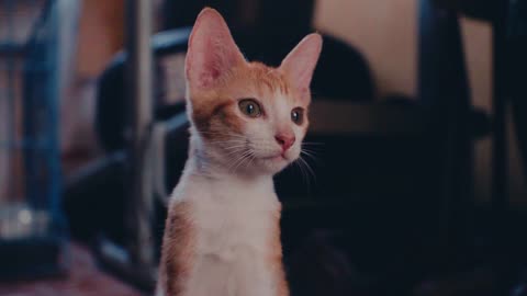 Watch the Most Adorable Cat Moments You’ll Ever See! 😍🐱