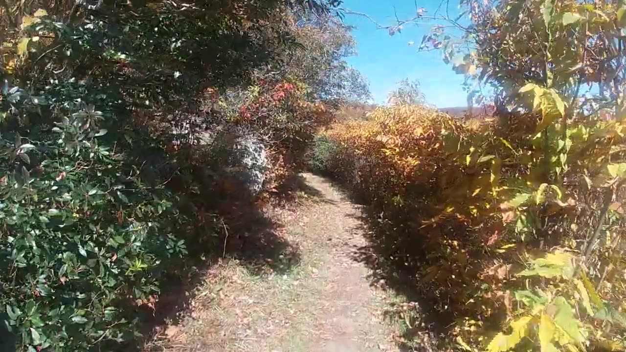 Alligator Back Overlook