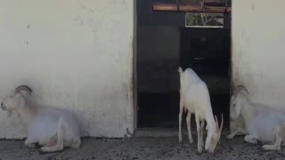 goat