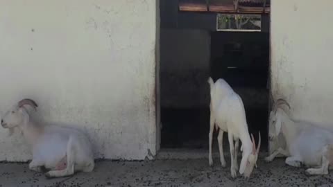 goat