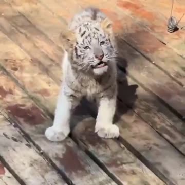 Fierce roar of a baby tiger.. 😂