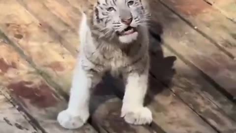 Fierce roar of a baby tiger.. 😂