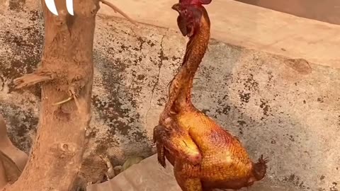 Chicken refused to die😂😂😂