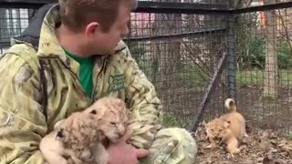 this is my first time seeing a aggressive lion cub😳