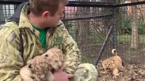 this is my first time seeing a aggressive lion cub😳