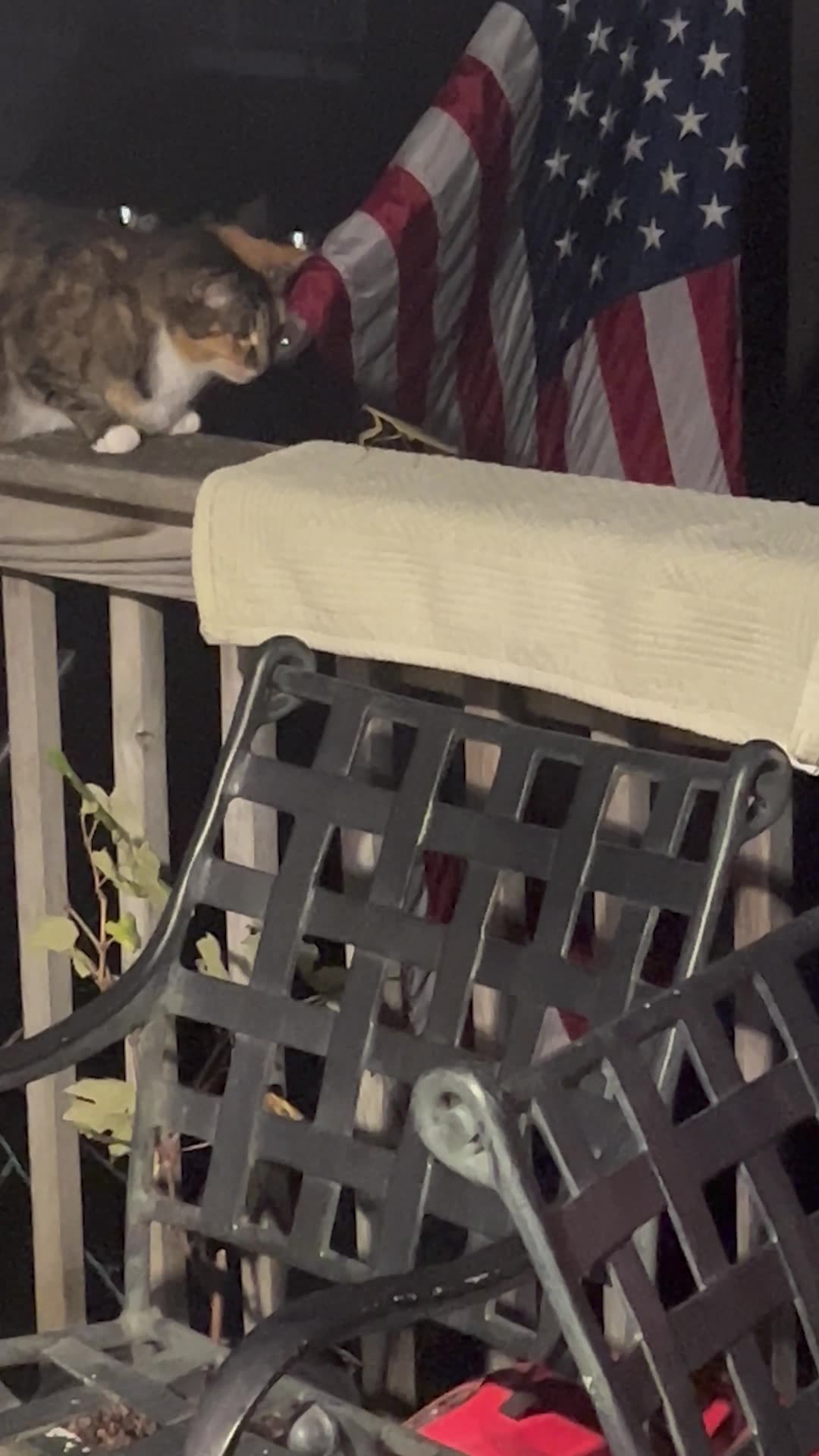 Mantis and Cat Interaction