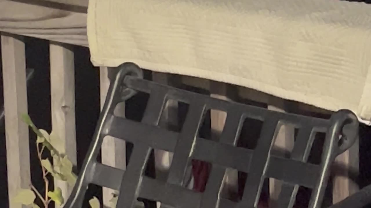 Mantis and Cat Interaction