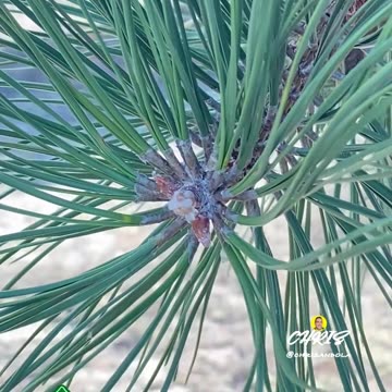 EVER LOOKED AT CRYSTALLIZED PINE SAP?