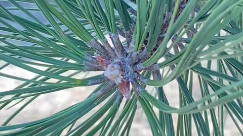 EVER LOOKED AT CRYSTALLIZED PINE SAP?