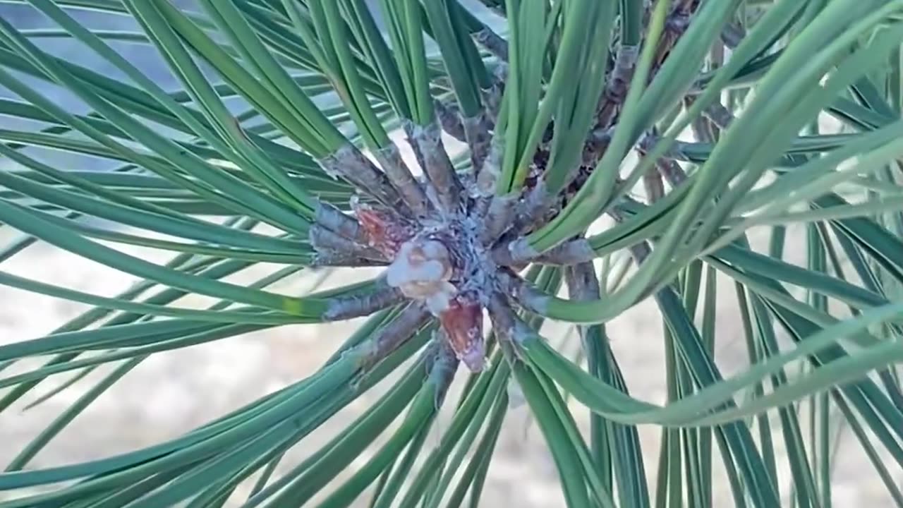 EVER LOOKED AT CRYSTALLIZED PINE SAP?