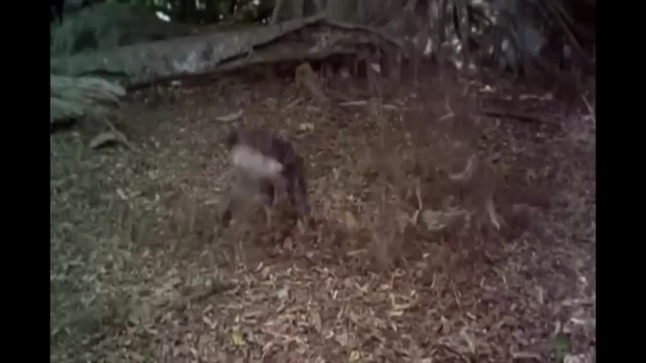 Outbreak (1995 film)