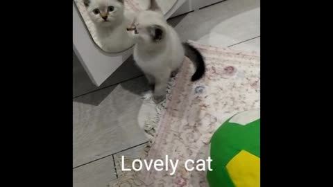 Lovely cat