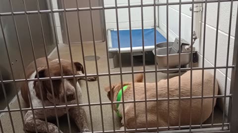 Cecily💞left 6y A868467 blank 2y A877933 kennel 206 harrys haven PACC shelter b4doggie walk2025080843