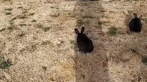 Shadow falling on a rabbit