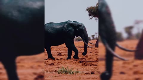 Elephant Beauty and Strength
