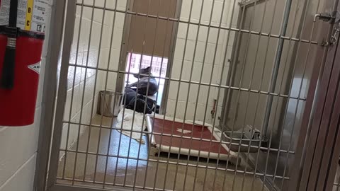 Snowball 2y A857856 Scoop 3y A862408 kennel 233 harrys haven PACC shelter VID_20250423_152121421