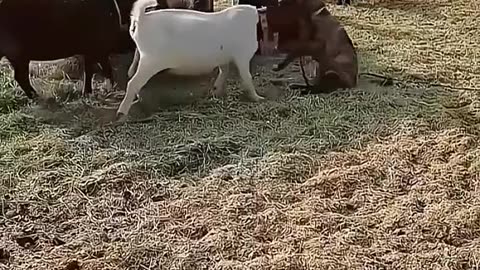 Funny Animal Mix – Dogs, Sheep & More! / Compilație Haioasă cu Animale 🐶🐑🤣