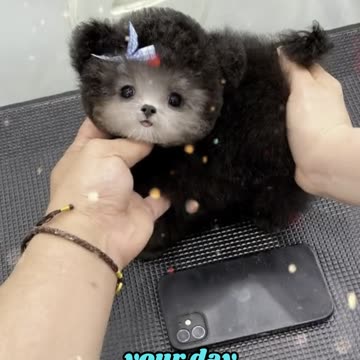 Who Could Resist These Adorable Dogs