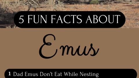 5 Fun Facts About Emus | BearBunk Wildlife Shorts #emus #animallovers #wildlifefacts