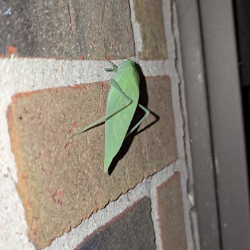 A LIL LEAF BUG