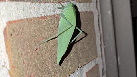 A LIL LEAF BUG