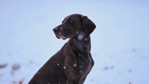 Dog, pet, brown