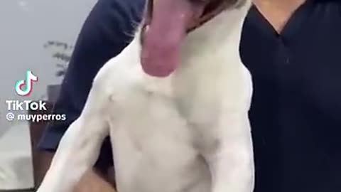 dog laughing meme part 1 #tiktok #shortsvideo #s