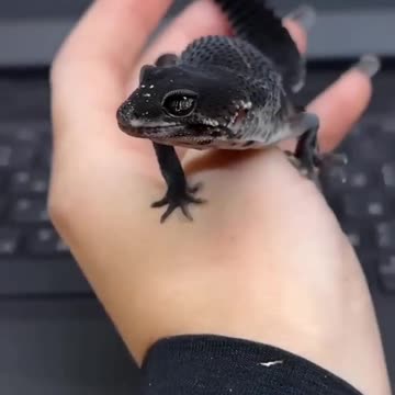 From Puppy to Beast #AnimalTransformation #PuppyToBeast #Viral