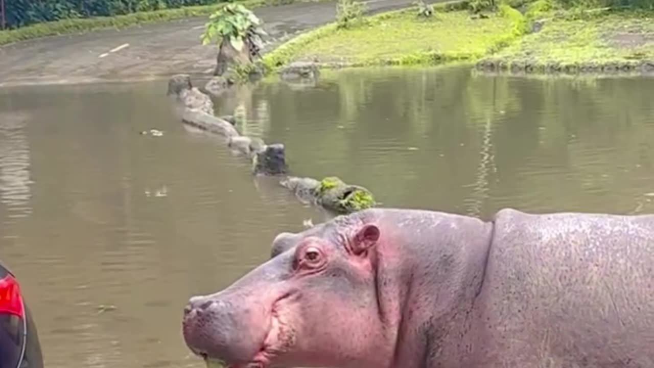 baby hippo #cuteanimals#viral#reels