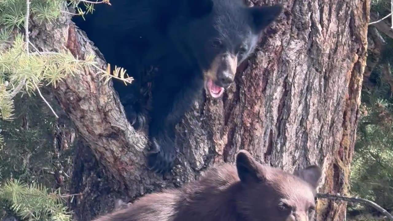 Bear Cubs Wait for Mom in Tree