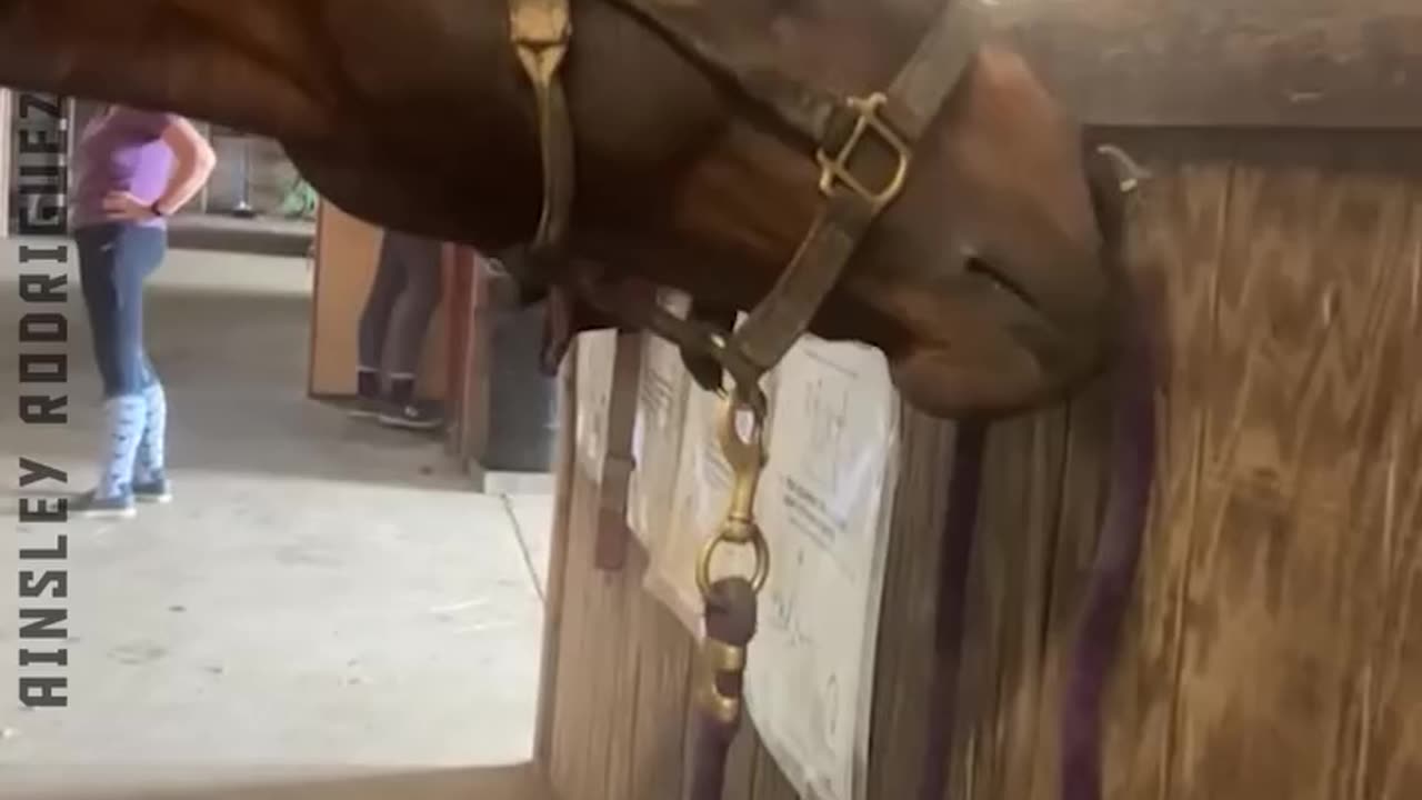Animals funny video 37