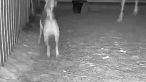 Dog vs. Creepy Creature #scary #horror #creepy