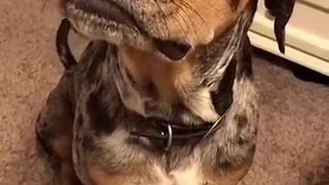 talking dog rubs butt on headrest