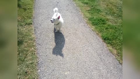 dog