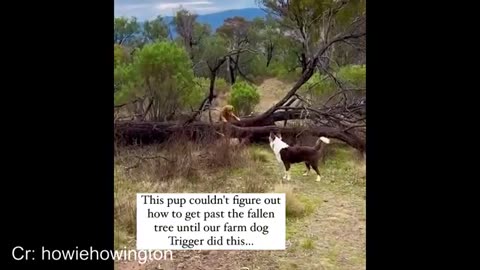 Genius Animals That Outsmart Humans 🤯 Funniest IQ Moments of 2025