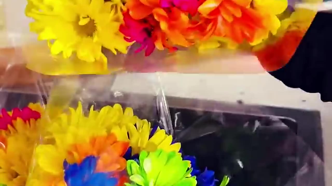 Daisies