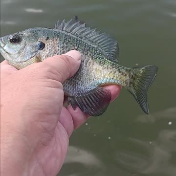 Bluegill kissena park