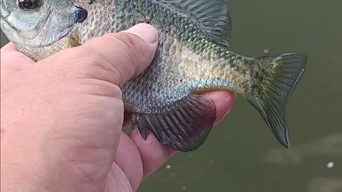 Bluegill kissena park