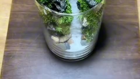 terarium