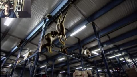 Outtake #1,075 Of Over 10 Monkeys Roam Around A Warehouse Fake Funny Parody Video